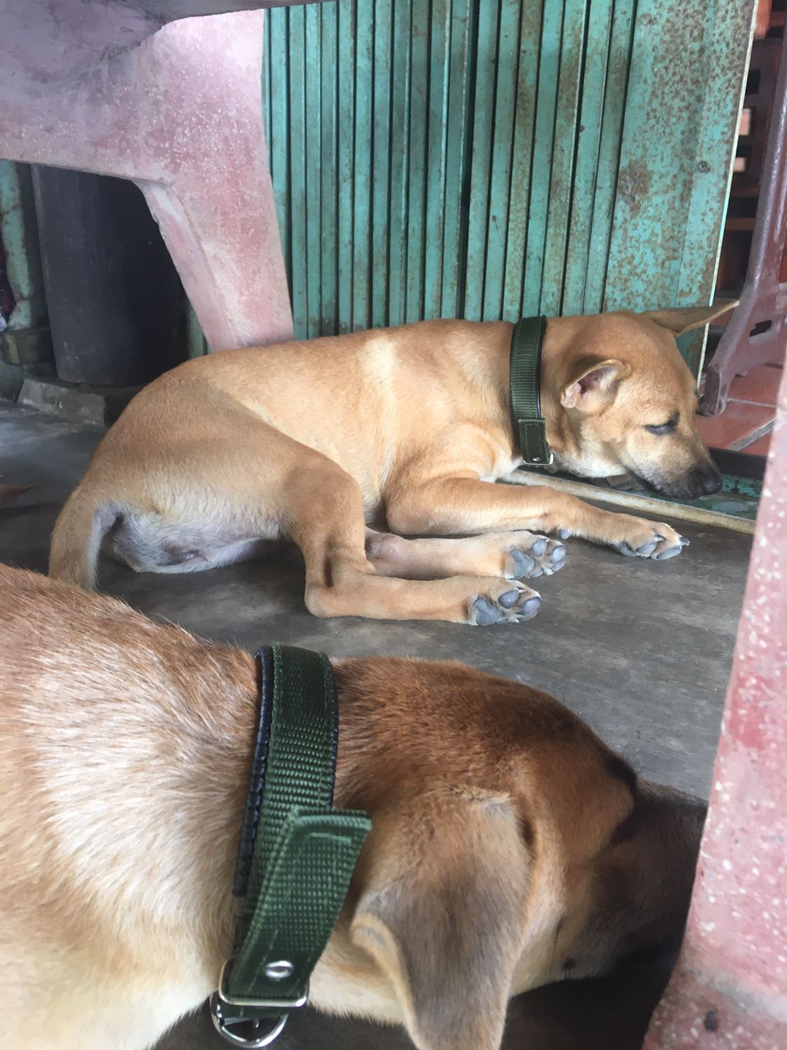 Giao hàng sớm hơn dự kiến, vòng cổ mình chọn là size S cho hai bé *** 8kg có cổ là 28-29 cm. Mình lấy màu xanh rêu, hôm nay khui ra đeo thử thì quá ưng ý luôn, có nhiều lỗ đục để thay đổi kích thước khi *** lớn lên nên không sợ bị siết cổ. Nói chung là ưng lắm !