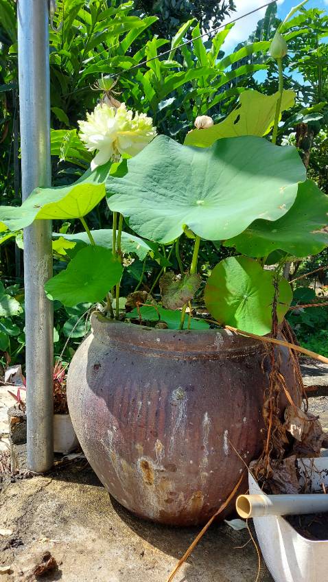 Sản phẩm chắc chắn. Giao đúng như dự kiến. Tks shop tiki và đơn vị vận chuyển.