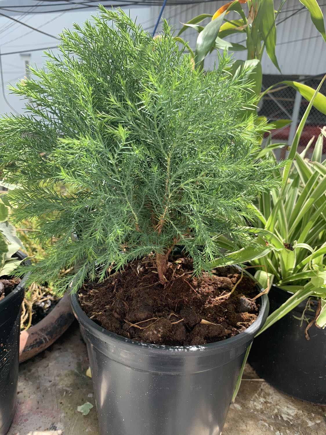 Hàng giao nhanh, đóng gói cây ok, nhận thêm phân bón khuyến mãi kèm theo, rất vừa ý