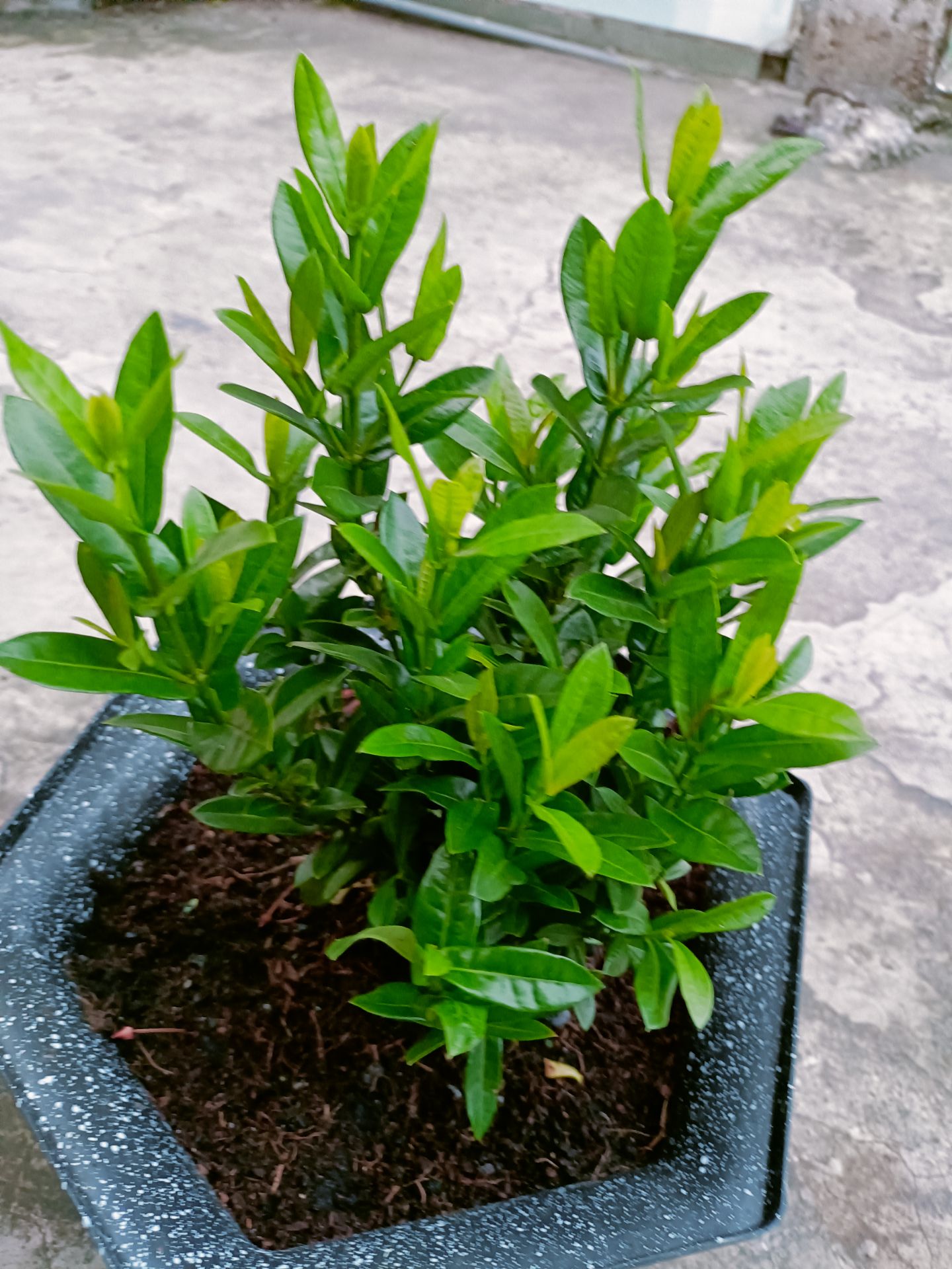 cây tươi nhiều mầm , không biết có ra hoa như hình của shop quảng cáo không ? vẫn cho 5 sao