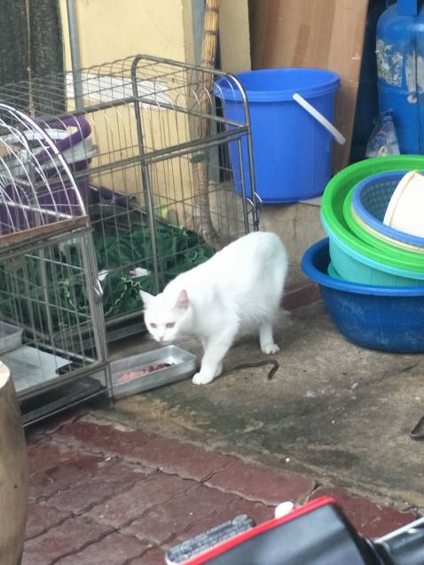 Đóng gói kĩ, hướng dẫn ổn, đẹp, hơi khó dán thật.