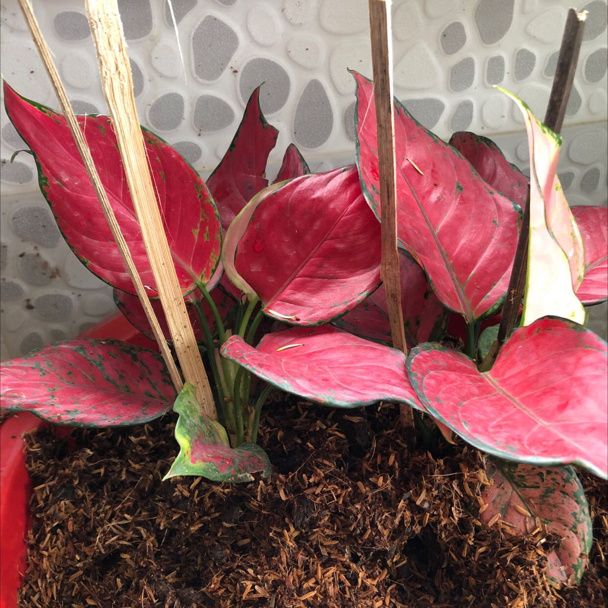 Cây đẹp. Y như hình