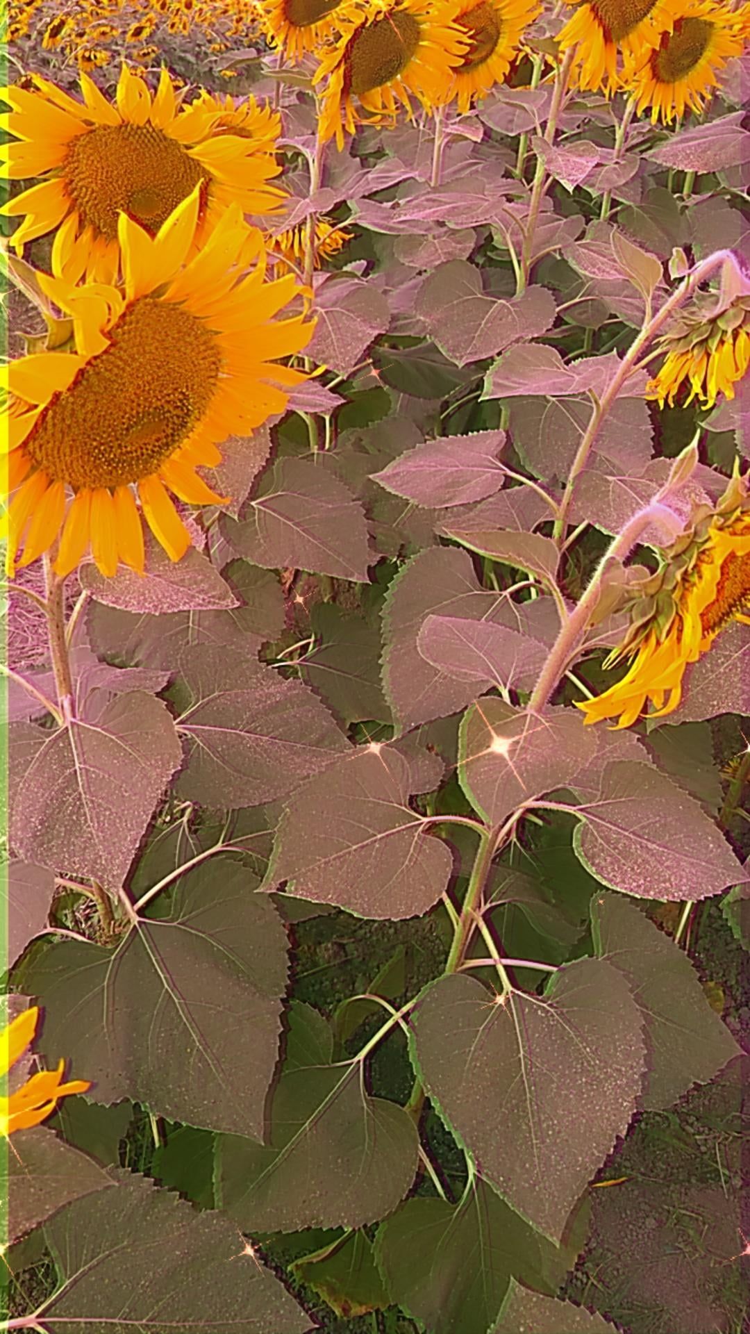 sản phẩm khá ok ạ nhưng mà phần chỉ thừa với bị tưa có hơi nhiều