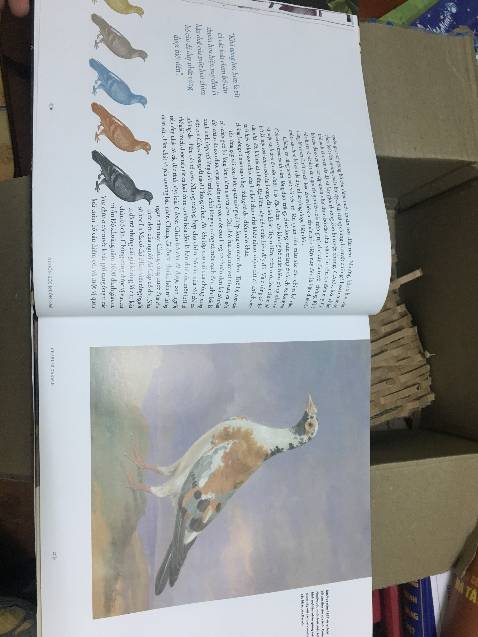 Mình thích bản này lâu rồi mà mãi mới săn sale được giá tốt. Sách rất đẹp, vận chuyển cẩn thận, hạn chế sử dụng plastic (rất tốt).