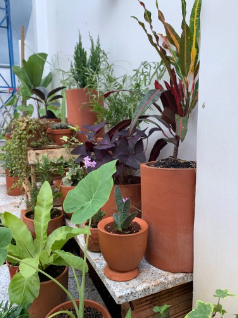 Cây đẹp, tươi, nên mua nhé ace