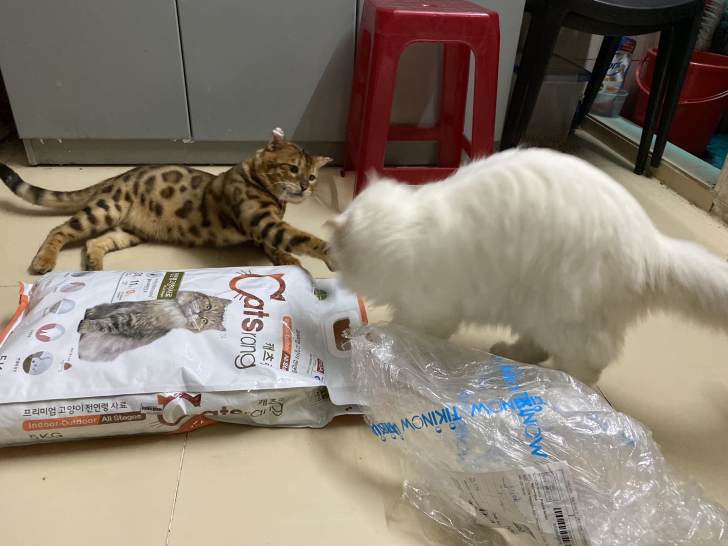 Mèo ? nhà thường ăn Royal Canin nhưng giá mắc quá nên bây giờ đổi sang Catsrang , tụi nó vẫn ăn. Shop bán giá rất rẻ, có mã giảm giá nên bịch 5 kg chỉ còn 306k. Bao đựng có những lỗ chấm thủng nhỏ nên trút sang đựng trong thùng nhựa cho tiện bảo quản . Mèo ? nhà thường ăn Royal Canin nhưng giá mắc quá nên bây giờ đổi sang Catsrang , tụi nó vẫn ăn. Shop bán giá rất rẻ, có mã giảm giá nên bịch 5 kg chỉ còn 306k. Bao đựng có những lỗ chấm thủng nhỏ nên trút sang đựng trong thùng nhựa cho tiện bảo quản .