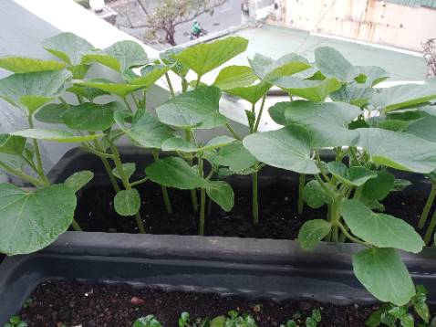 Mới bón cho cây nên chưa biết kết quả như thế nào, khuyến khích 5 sao cho shop. Mới bón cho cây nên chưa biết kết quả như thế nào, khuyến khích 5 sao cho shop.