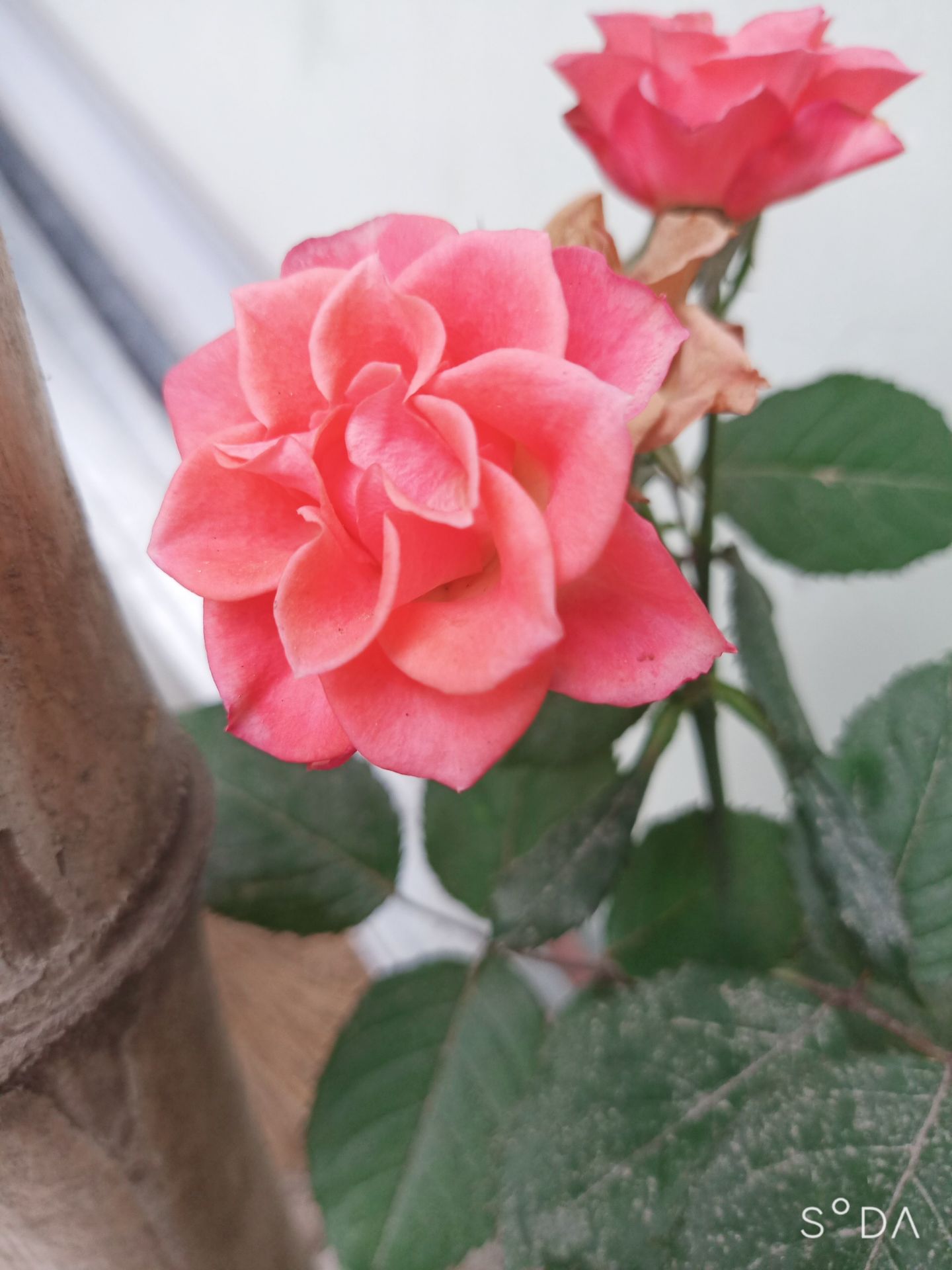 thuốc chống ngứa .trị các loại nấm rất tốt