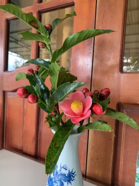 Máy sử dùng tốt, êm ái, sp lúc đầu giao hơi lỗi 1 xíu nhưng shop hỗ trợ rất tuyệt vời độ bền thì chờ time nữa mới biết, nhưng shop phục vụ rất ok