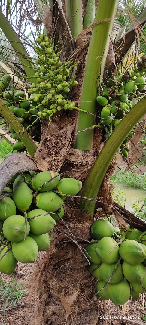 mình gập cây 30kg dc 60-70 cái mà cây 50kg này không nổi dc cái nào.haizzz.sao tui yếu vcl thế này.bù lại quá đẹp trai. mình gập cây 30kg dc 60-70 cái mà cây 50kg này không nổi dc cái nào.haizzz.sao tui yếu vcl thế này.bù lại quá đẹp trai.