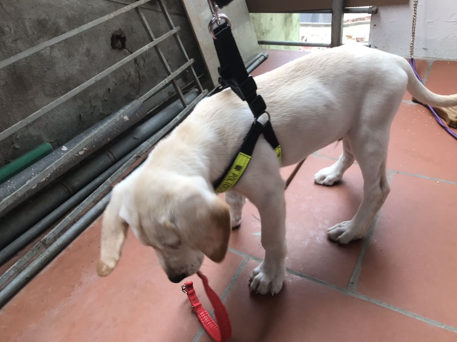 Đã mua hơn chục sản phẩm của shop rồi và sản phẩm nào tôi cũng rất ưng ý. Phải nói shop bán hàng rất có tâm, đóng hàng rất cẩn thận. Dây dắt *** này tuy hơi rộng nhưng tôi vẫn cảm thấy ưng ý vì sản phẩm đúng như hình ảnh, giờ rộng chút nhưng sau này sẽ vừa. Cám ơn shop nhiều nha