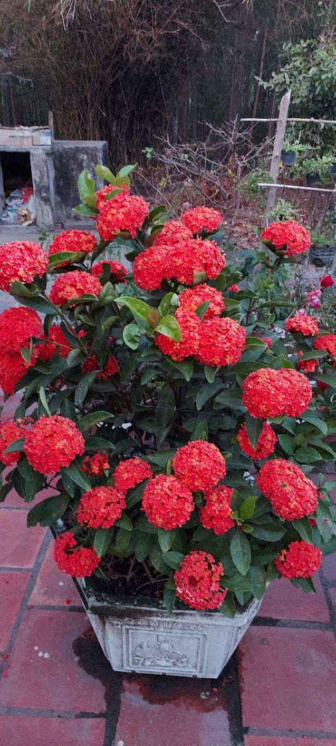 giay dep chat trang hoi khac hinh