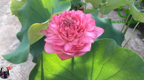 Hàng đẹp, chất lg .Shop giao hàng nhanh,2 ngày đến nơi👍👍👍