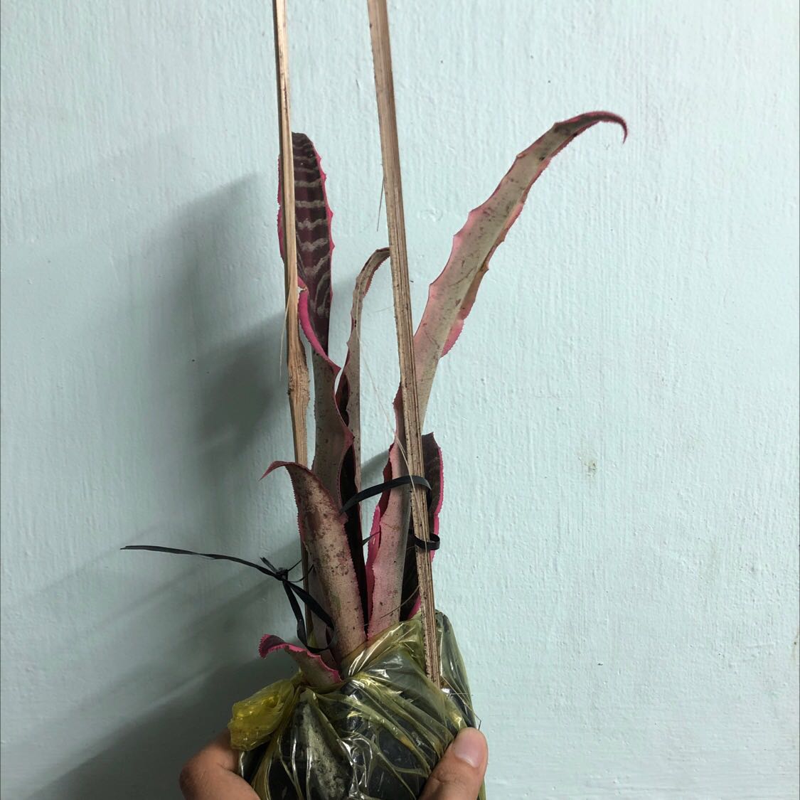 Cây xấu , không giống hình , lá cây nhỏ