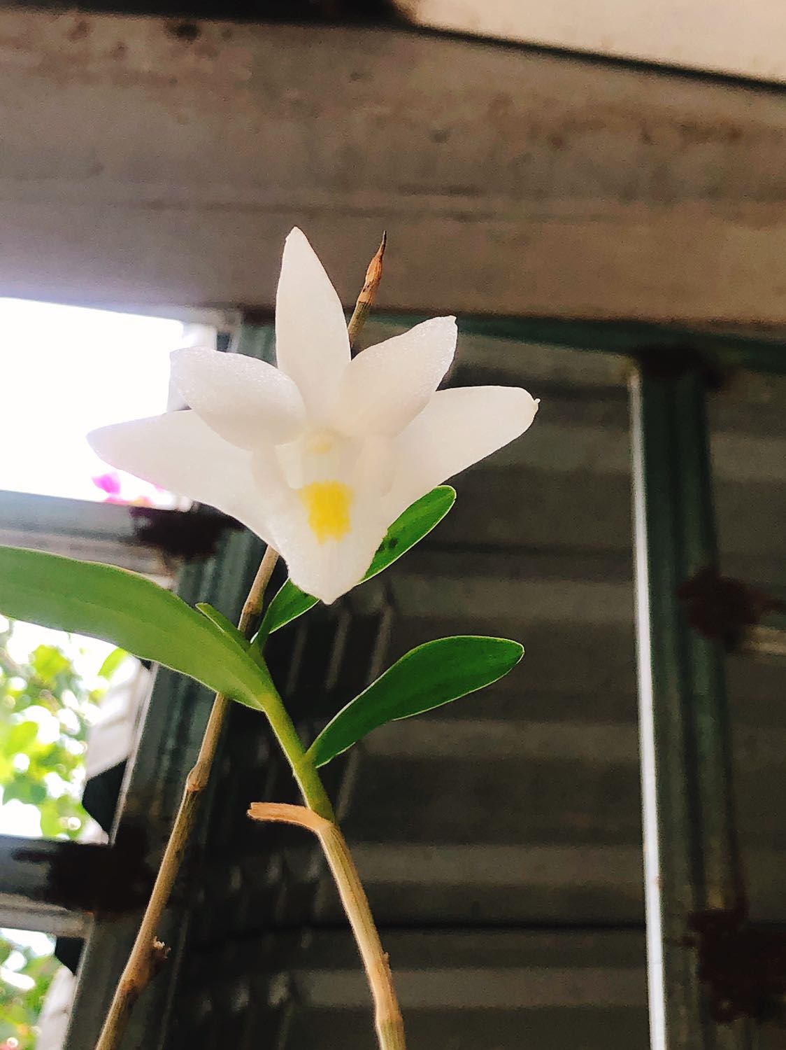 Hạt bí ngon giòn, béo