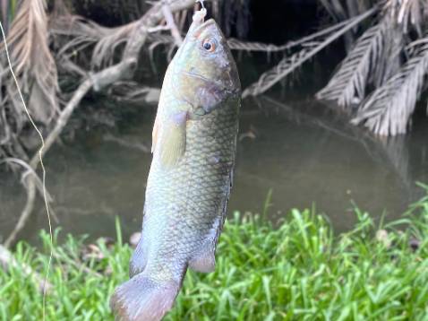 Sản phẩm ok đúng với ihinh ns chung là ổn hfsrtgcrrrfvyu7ffgyug