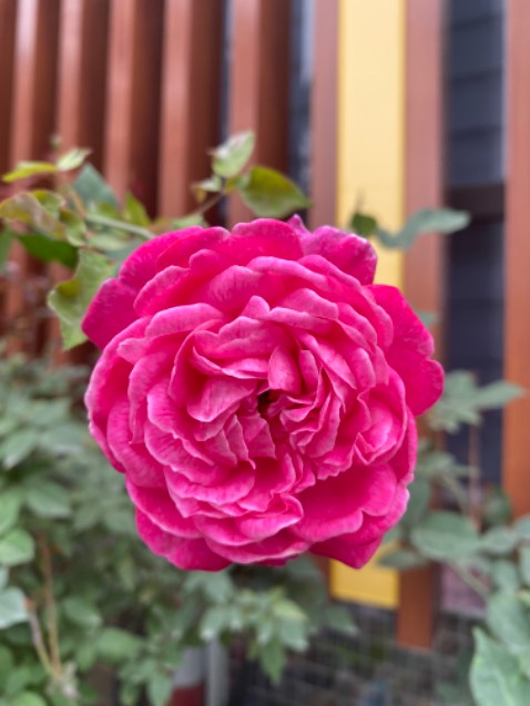 Mua nhiều pin của beston nên yên tâm về chất lượng còn hình ảnh thực tế giống với ảnh quảng cáo.