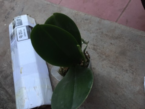 Lan y như thật tuyệt mình thích lắm