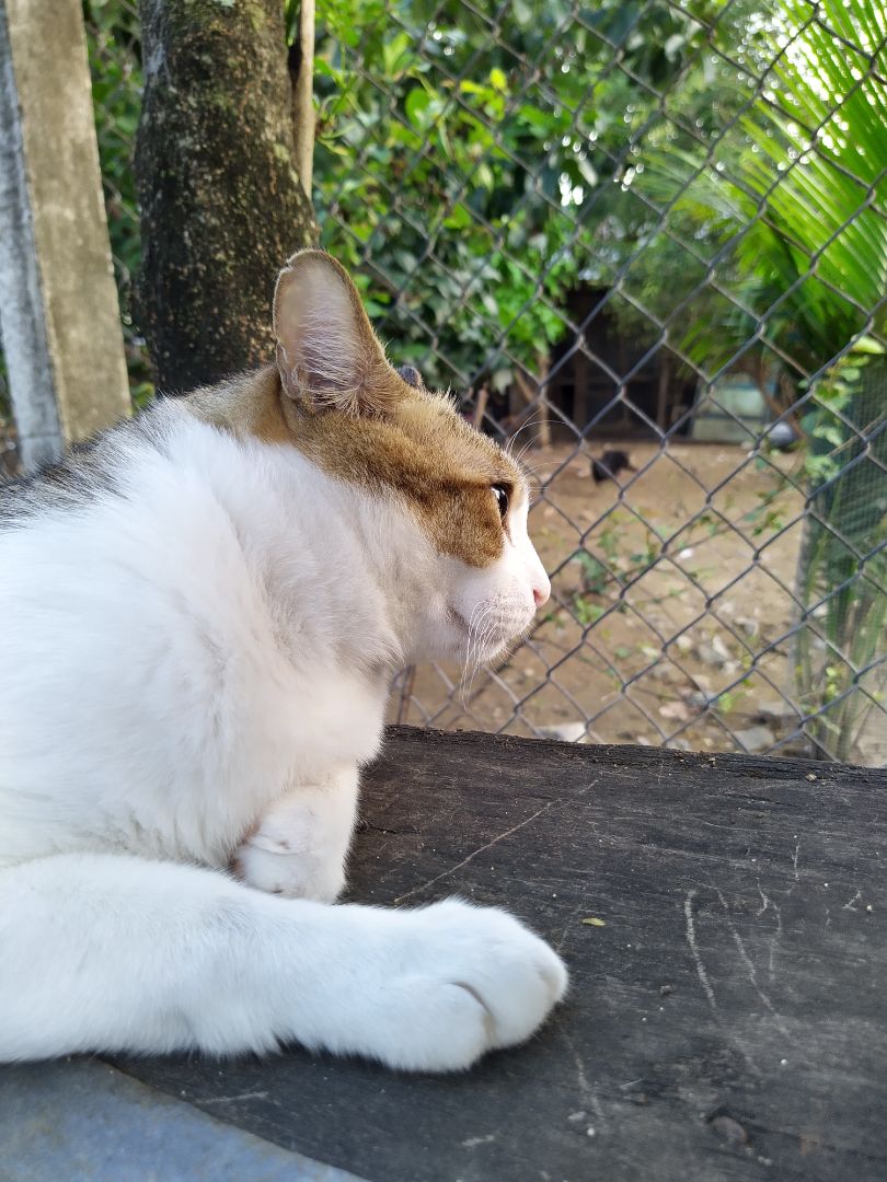 Sản phẩm rất đẹp, tôi đã dùng sản phẩm của Huy Hoàng nhiều năm qua. Một điểm trừ nhỏ: con đỉa đai nịt dễ dàng bị tuột mất nếu cầm dây thẳng. Tôi đã phải tìm cách cố định nó vào đầu dây.