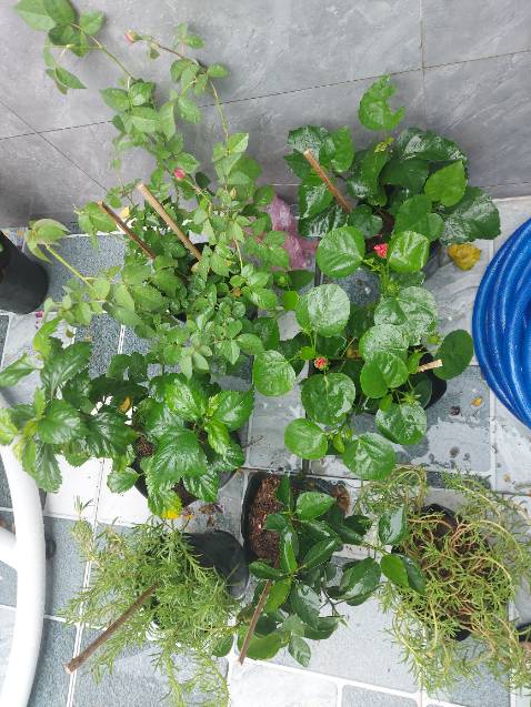 Sop gửi cây đóng gói cẩn thận. Nhanh hơn dự kiến nhận cây tươi