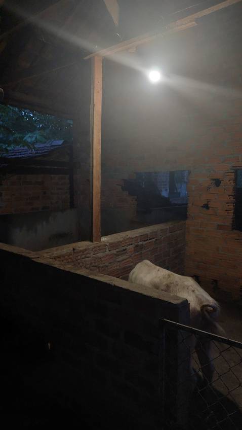 K có ánh sáng trắng, đã điều chỉnh lên mức 100% vẫn 1 màu ánh sáng vàng, cungz thử từ 1% tới 100%. Shop cho đổi bóng khác đi