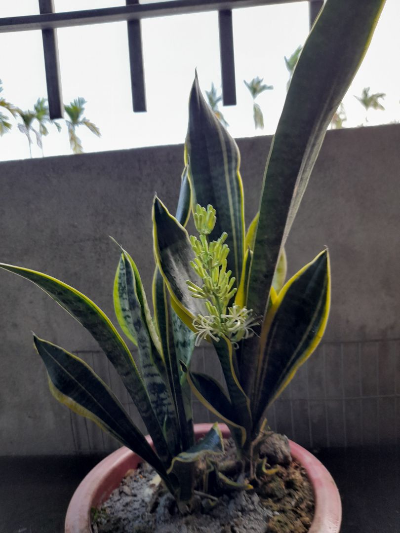 chưa dùng nên chưa biết hiệu tnao sau 1 tháng rồi viết tiếp đánh giá .tvan nhiệt tình mua tiki thì yên tâm hàng chính hãng .hình ảnh mang tinh chất minh họa