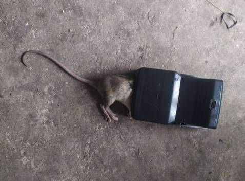 Mua về dùng cái dính chuột luôn nè cả nhà
Bẫy nhạy cực
Chỉ cần 1 mẩu thức ăn là dính đòn