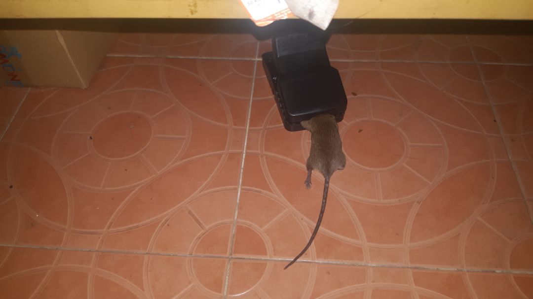 Hình ảnh thay lời muốn nói. Kinh nghiệm để tránh tình trạng mồi mất tiu mà bẫy còn nguyên thì nhét mồi (thịt hay kẹo gì đó,...) thật chặt và sâu dưới khe để mồi (khiến chuột phải gắng sức tựa vào cái bàn lẩy để lấy ra) thì 100% dính.