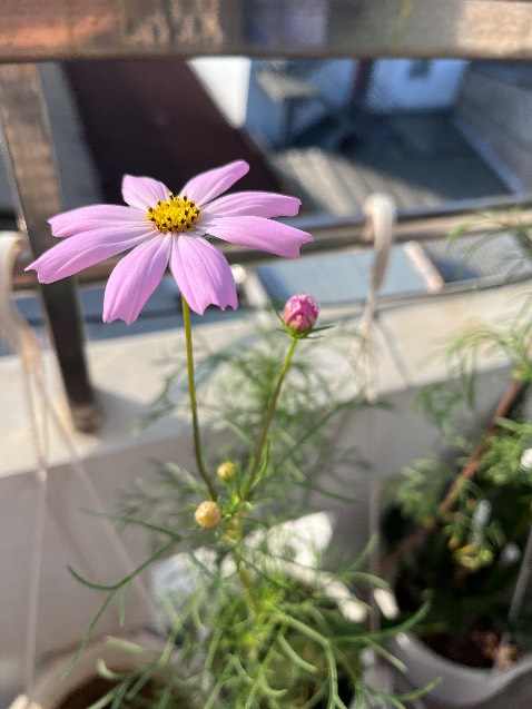 Mình mới nhận hạt hôm chiều hôm kia, hôm qua mưa quá trời. Sáng nay ngủ dậy thì các em đã nảy mầm rồi.