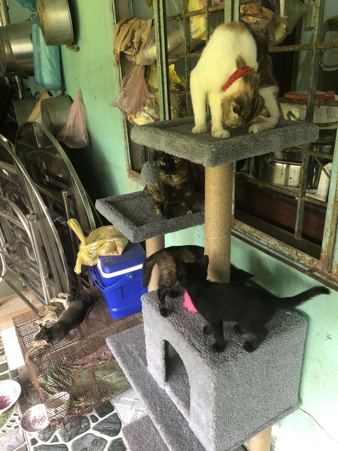 Mèo nhà mình rất thích .