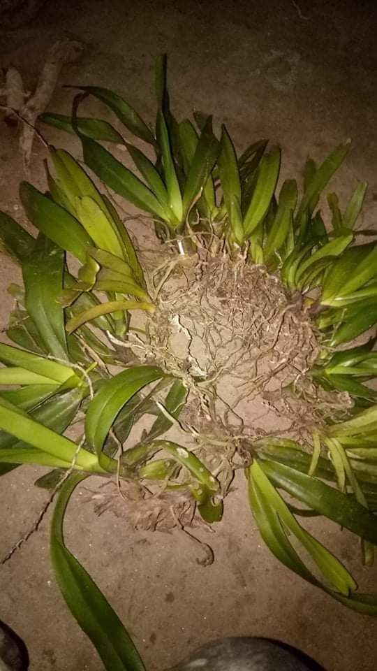 vừa vs giá tiền