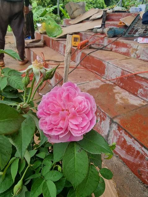 Giao đúng cây nha mọi người, đóng gói cẩn thận. Nên ủng hộ shop này