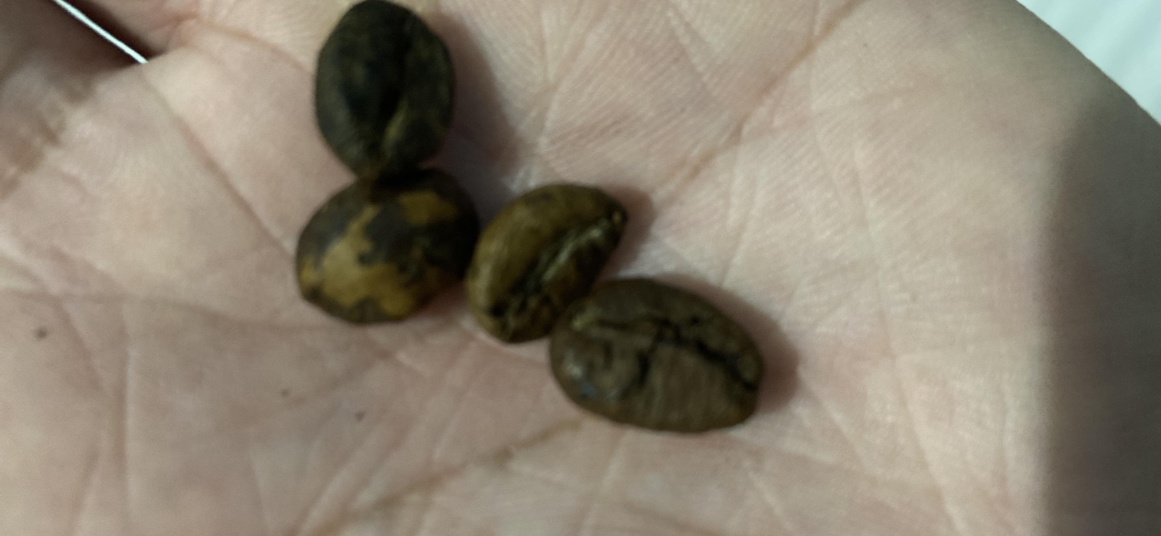 Nhìn hạt cafe mà hết hồn luôn. Nhìn hạt thì có thể đoán nhân cafe trước rang là như thế nào rồi.  Mình bóc 4 bịch ra đều vậy.