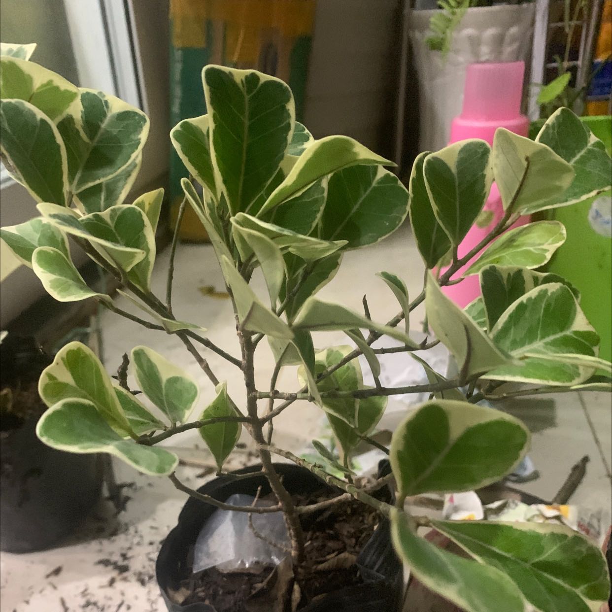 Giao hàng nhanh mình , cây khác ok hơn mình nghĩ, đóng gói gọn gàng , thích