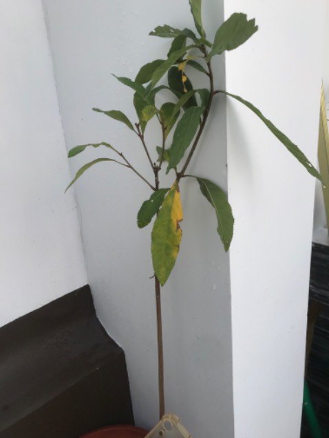 Cây nhỏ, lá vàng, không giống như hình, quá thất vọng