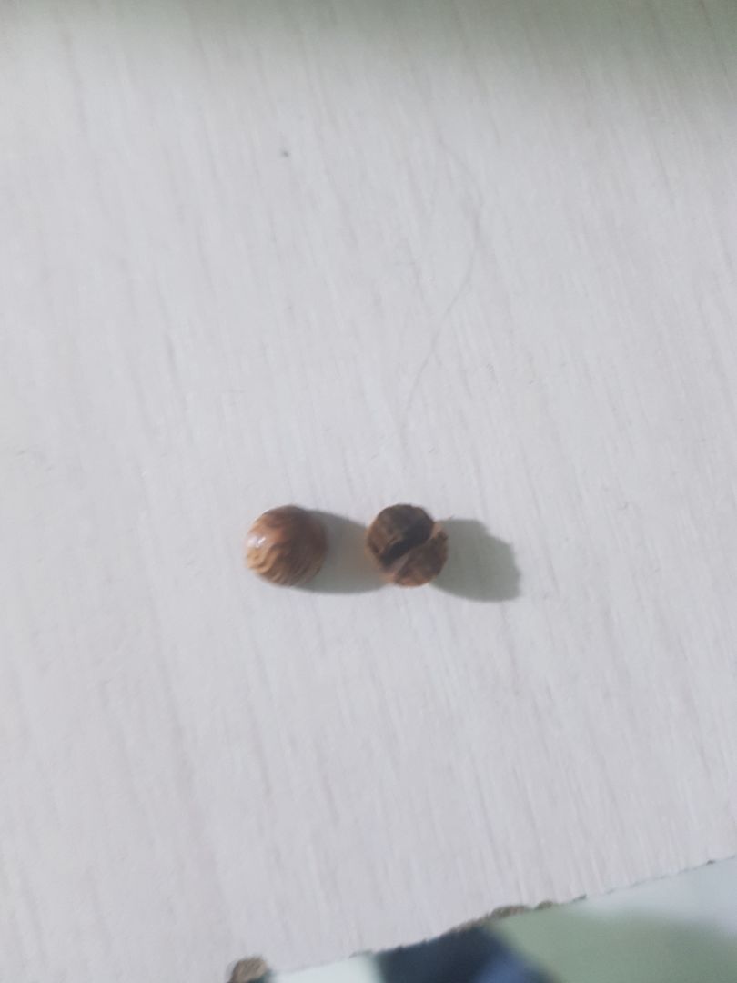 giao hàng bị bể hạt,đóng gói ko cẩn thận bảo hành ,đổi trả lòng vòng nên thôi