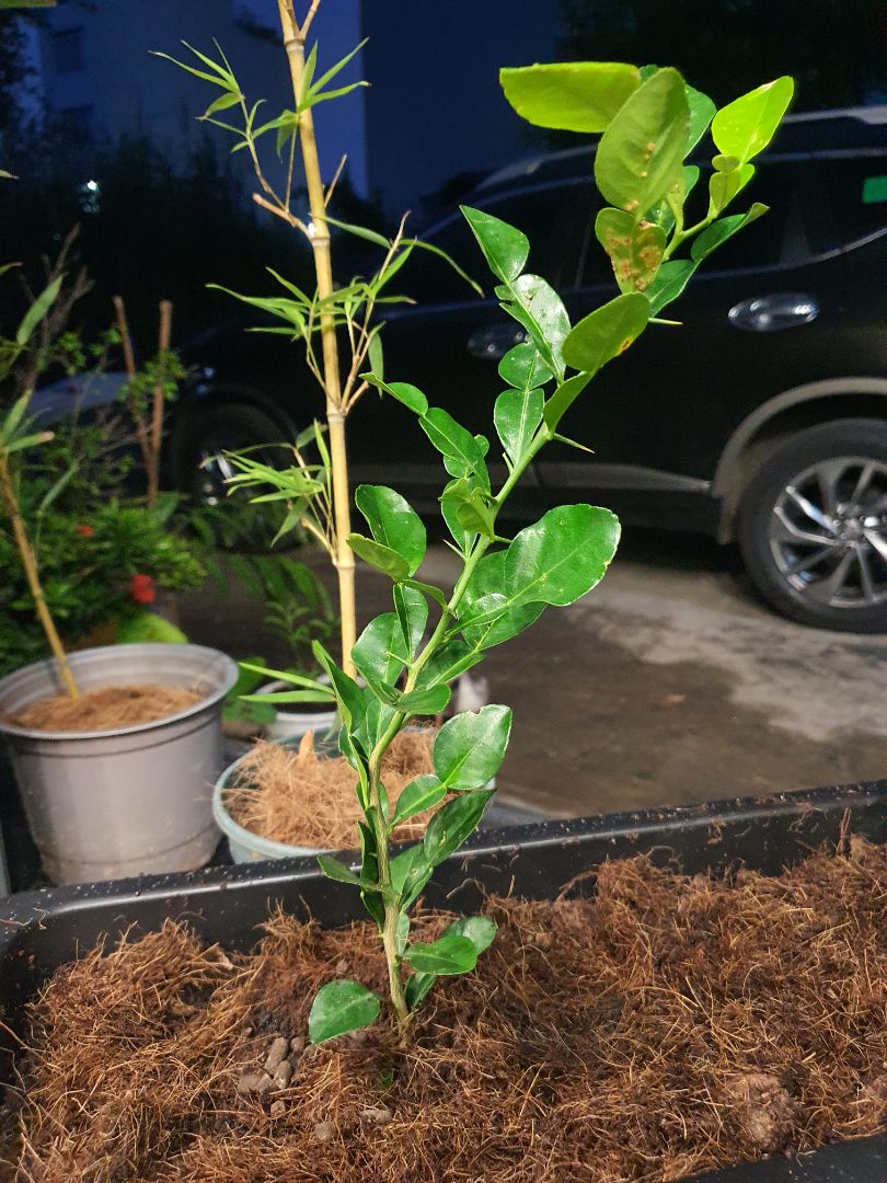 Đóng gói tốt, cây còn khỏe.