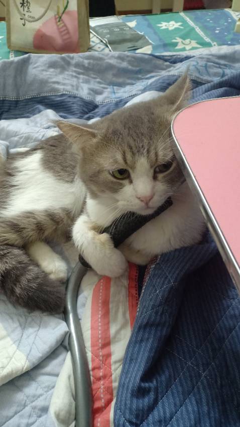 Chất liệu sịn sò lúc đầu mở ra thì hơi mùi lạ lạ nhưng ko sao form dáng chắc chắn lúc đầu hơi quan ngại sợ ko vừa máy tính nhưng mà vừa nha vừa nha 100₫ chất lượng :))))) hình ảnh mang tính chất khoe meow meow