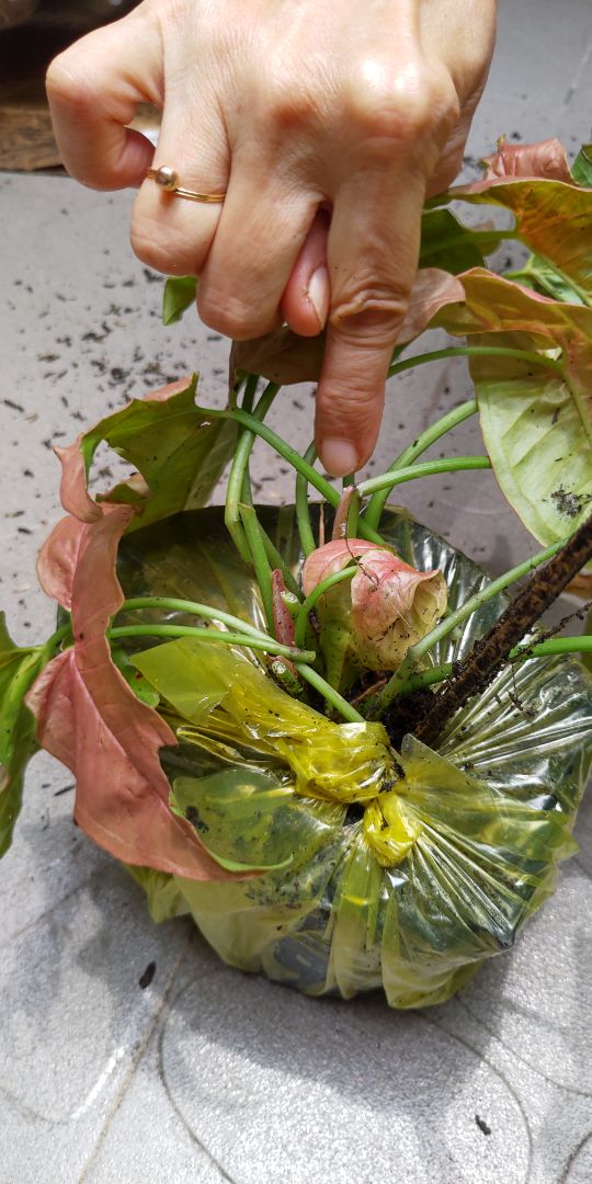 Giao hàng nhanh nhưng shop cần cẩn thận hơn trong khâu đóng gói, hoặc ít nhất cũng nên dán nhãn cảnh báo trên thùng hàng để shipper vận chuyển nhẹ nhàng hơn. Cây nhận được bị gãy và dập lá nhiều, nhìn khá chán.