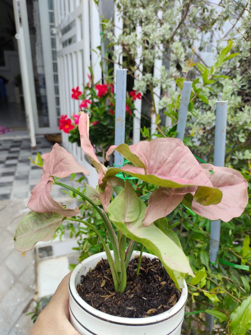 Cây đẹp. tươi tốt. Đóng gói cẩn thận, rất tuyệt.