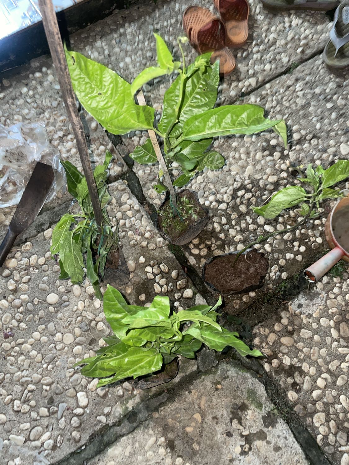 Với giá đó thì cây vậy là ok. Cây ok. Thanks