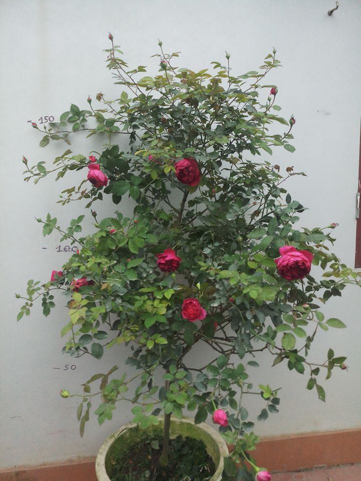 Bọc gói chắc chắn. Giấy đẹp ưng sản phẩm zzzzzzzzzzzz