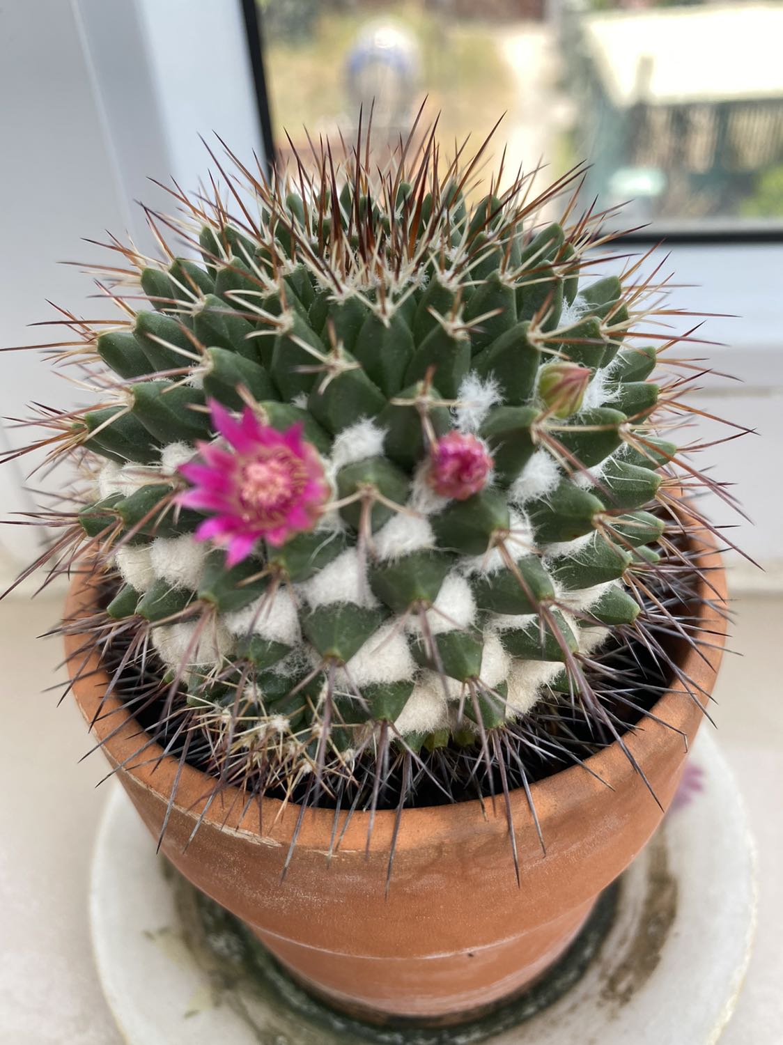 Hình ảnh rõ nét, nội dung hay, giao hàng nhanh. Nói chứ gì hay!!