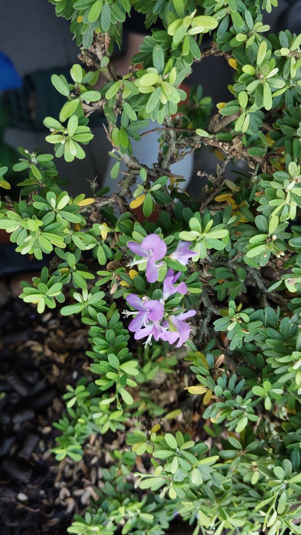 Cây sống khỏe, trồng mới 2 tuần mà ra hoa đẹp ghê