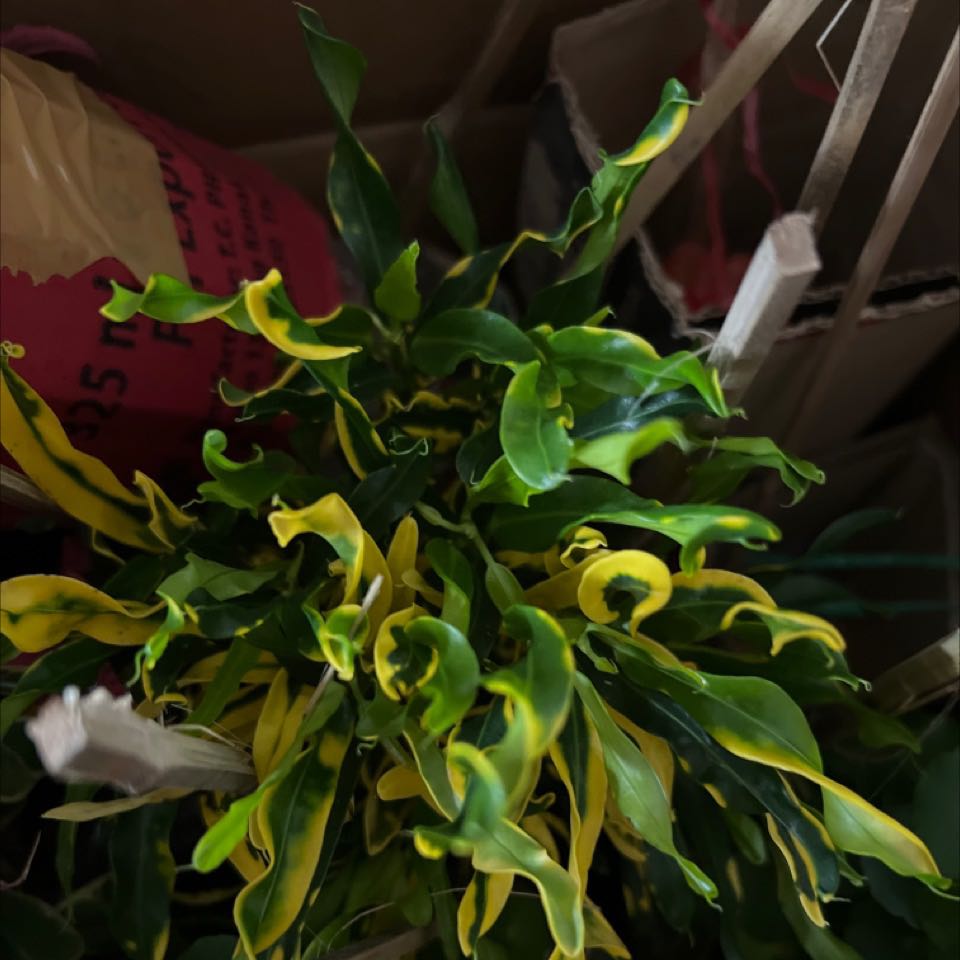 Mong là cây sẽ sống xin cảm ơn shop Pi đã đóng gói rất tận tình