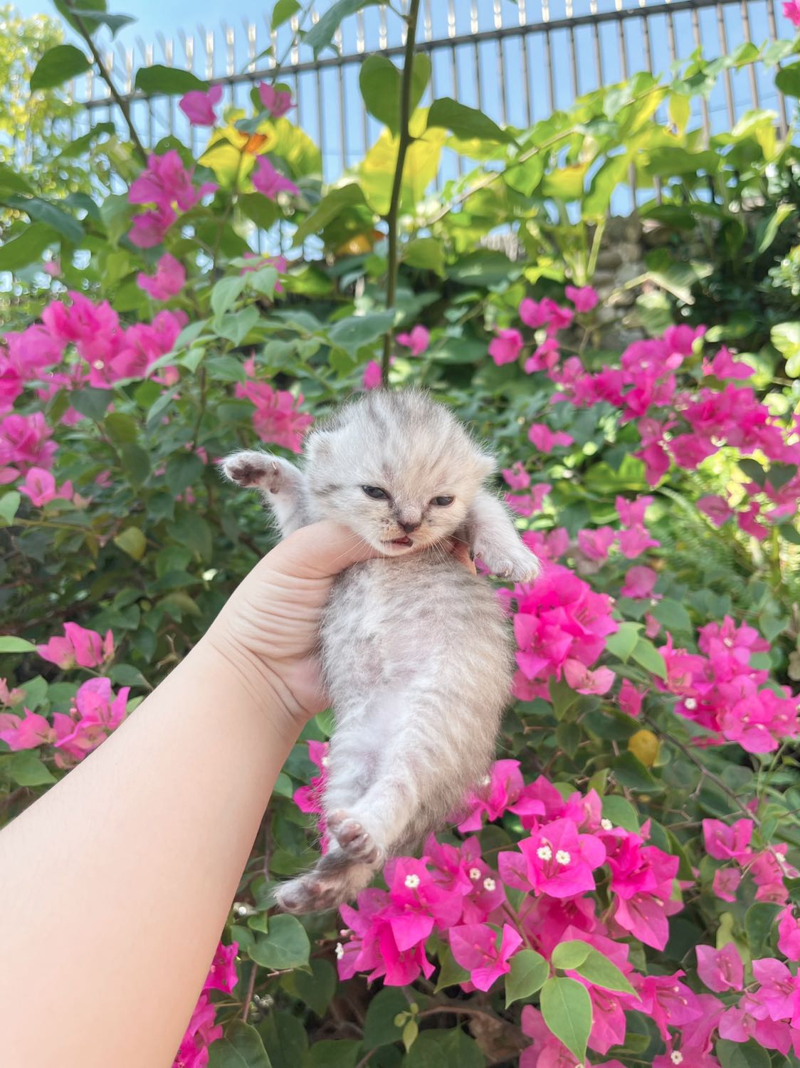 🎄 Mèo anh lông ngắn nhà đẻ 3-4 trịu/bé bao tiêm, sổ giun & BHSK 10 ngày ạ
🎁 Em có 1 đàn giữa tháng 1 & 1 đàn sau Tết âm về nhà mới
☎ Liên hệ *** hoặc https://www.facebook.com/meonhabonghcm/ nhé mn