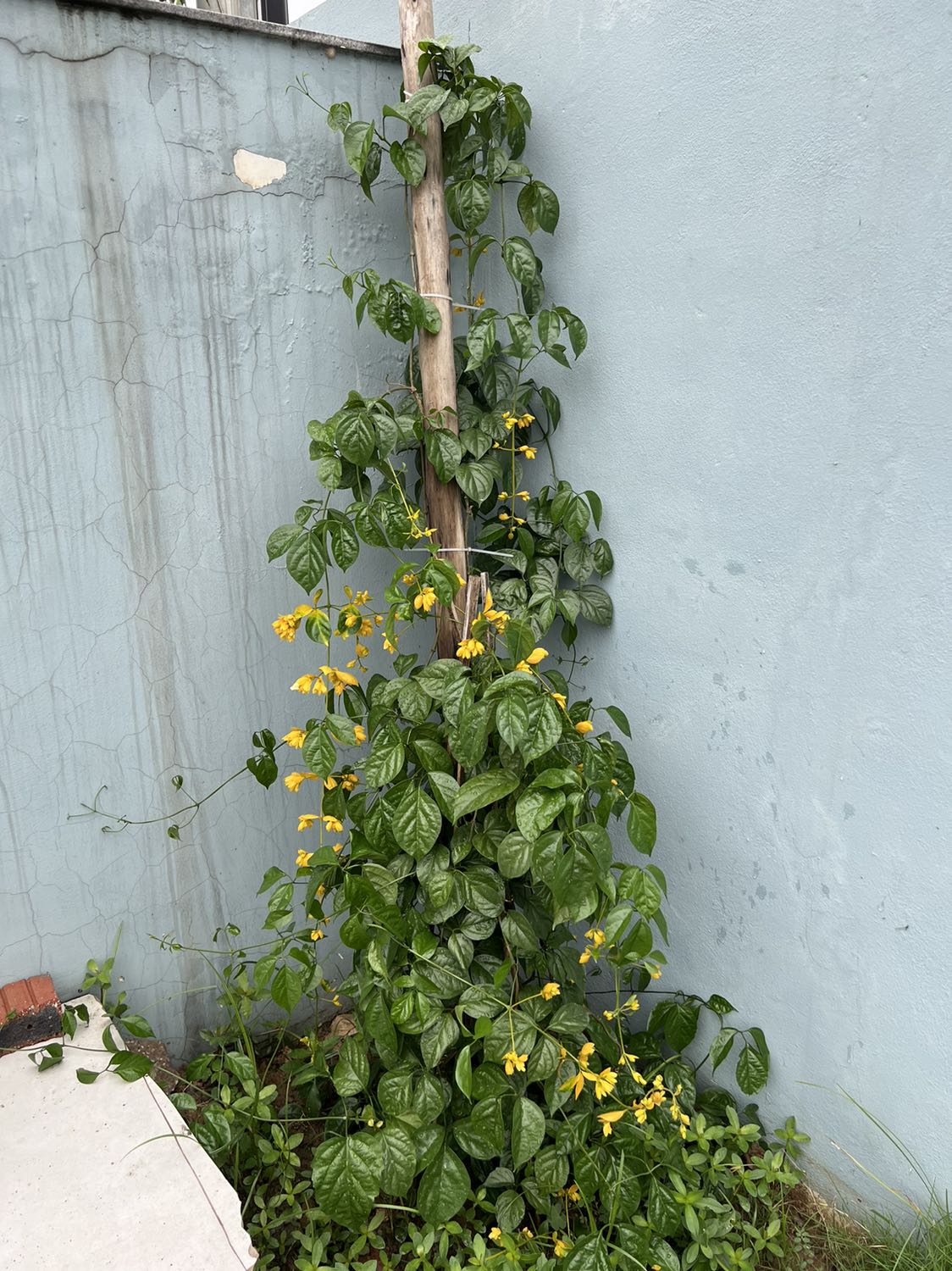 Hàng rất ok. Đóng gói cẩn thận.