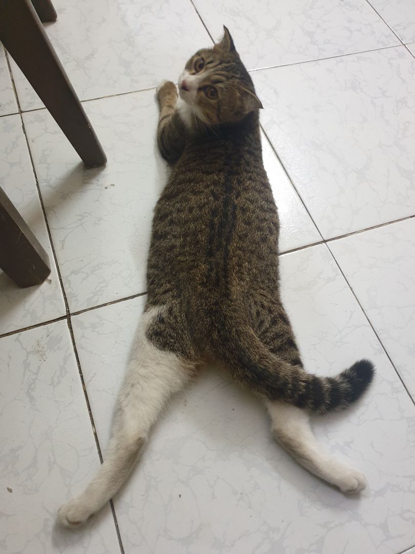 mền kích thước gọn cho văn phòng và dùng cá nhân. nhẹ, giặt mau khô. màu xám ok. đắp phòng máy lạnh thích hợp