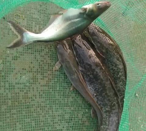 Giao hàng nhanh mọi người lén mua nha hic Giao hàng nhanh mọi người lén mua nha hic