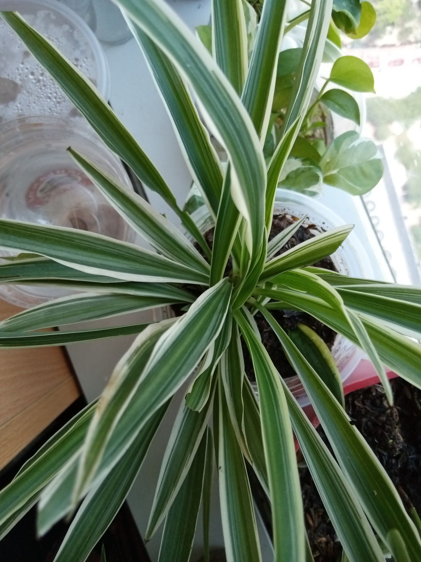 Mình nhận được là cây Mẫu tử, không phải cỏ Lan chi. Do lá hai cây gần giống nhau nên dễ bị nhầm. Lần đầu đặt shop giao đúng. Lần 2 thì không. Hi vọng lần 3 shop cẩn thận hơn nha.